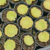 Aeonium tabuliforme ( THE PLATE PLANT)