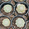Echeveria derenbergii