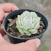 Echeveria derenbergii