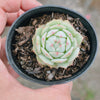 Echeveria derenbergii