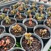Sedum furfuraceum
