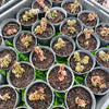 Sedum furfuraceum