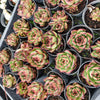 [PACK of 10 PLANTS] x Echeveria ' New York Rose'