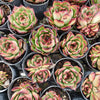[PACK of 10 PLANTS] x Echeveria ' New York Rose'