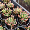 Echeveria Manaudes Variegata