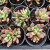 Echeveria Manaudes Variegata