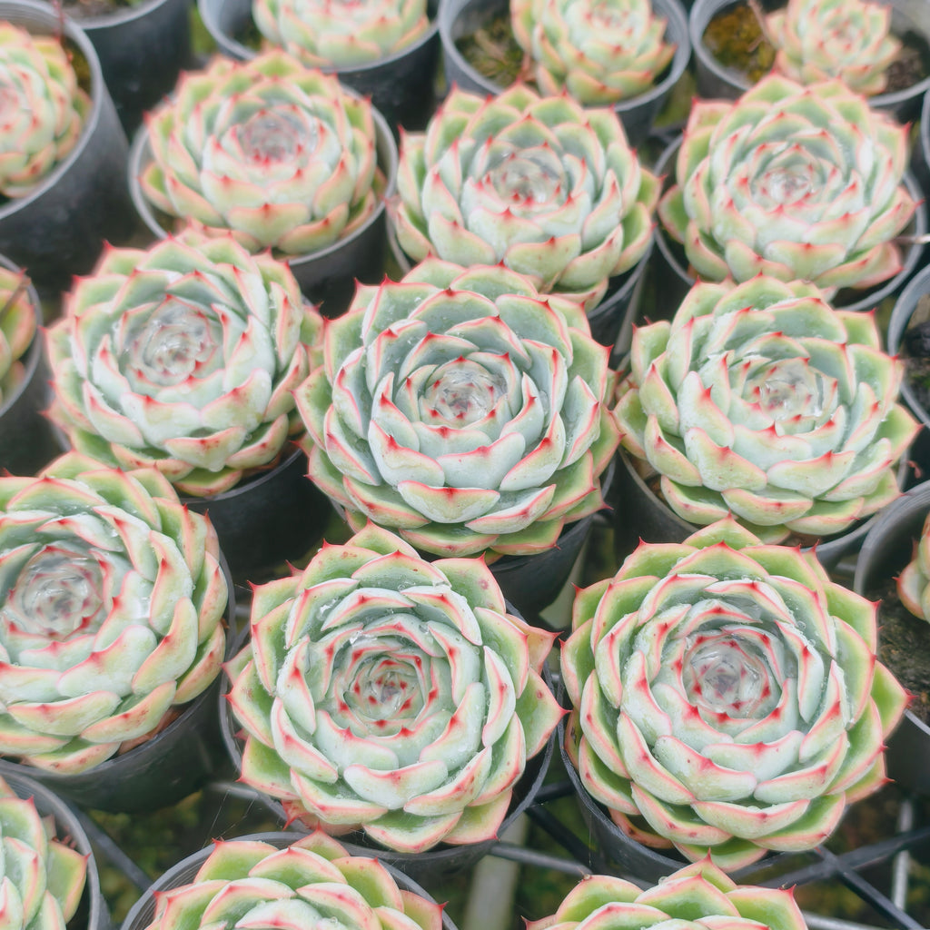 Echeveria Crystal Surprise