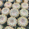 Echeveria Crystal Surprise