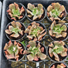 [PACK of 10 PLANTS] x Echeveria 'Dark Vader'