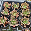 [PACK of 10 PLANTS] x Echeveria 'Dark Vader'