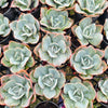 Echeveria 'Cloudbrust'