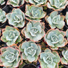 [PACK of 10 PLANTS] x Echeveria 'Cloudbrust'