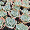 Echeveria 'Cloudbrust'