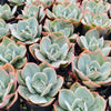 [PACK of 10 PLANTS] x Echeveria 'Cloudbrust'