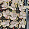 [PACK of 10 PLANTS] x Echeveria Decora