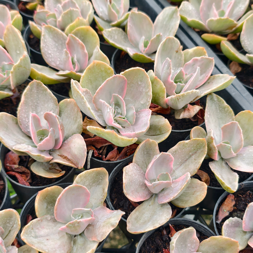[PACK of 10 PLANTS] x Echeveria Decora