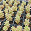 [PACK of 10 PLANTS] x Sedum Joyce Tulloch Variegated