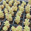 Sedum Joyce Tulloch Variegated