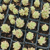 [PACK of 10 PLANTS] x Sedum Joyce Tulloch Variegated