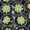 Pachyveria paradox