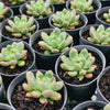 Pachyveria paradox