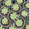 Pachyveria paradox