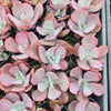 [PACK of 10 PLANTS] x Echeveria Dream Fantasia
