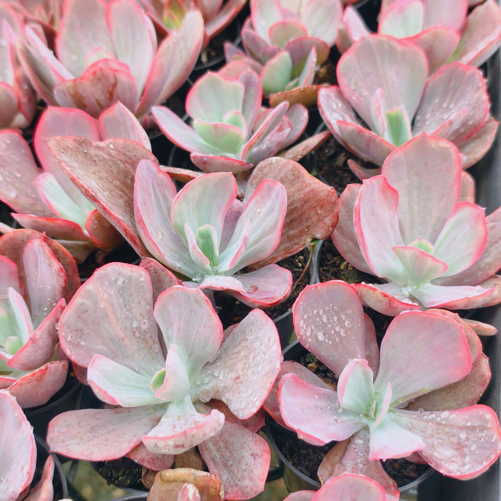 [PACK of 10 PLANTS] x Echeveria Dream Fantasia