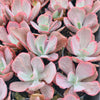 [PACK of 10 PLANTS] x Echeveria Dream Fantasia