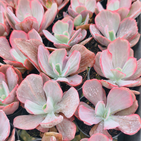 Echeveria Dream Fantasia