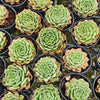 [PACK of 10 PLANTS] x Echeveria 'Dancing Bird' - KRF