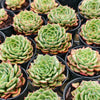 [PACK of 10 PLANTS] x Echeveria 'Dancing Bird' - KRF