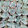 [PACK of 10 PLANTS] x Echeveria 'Cante'