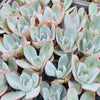 [PACK of 10 PLANTS] x Echeveria 'Cante'