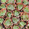 [PACK of 10 PLANTS] x Echeveria 'Virginia Lee'