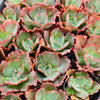 [PACK of 10 PLANTS] x Echeveria 'Virginia Lee'
