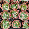 [PACK of 10 PLANTS] x  Echeveria 'Carnival'