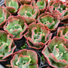 [PACK of 10 PLANTS] x  Echeveria 'Carnival'