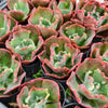 Echeveria 'Carnival'