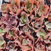 Echeveria 'Zorro'