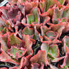 Echeveria 'Zorro'