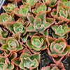 Echeveria 'Dick's Pink'
