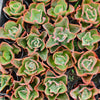 Echeveria 'Dick's Pink'