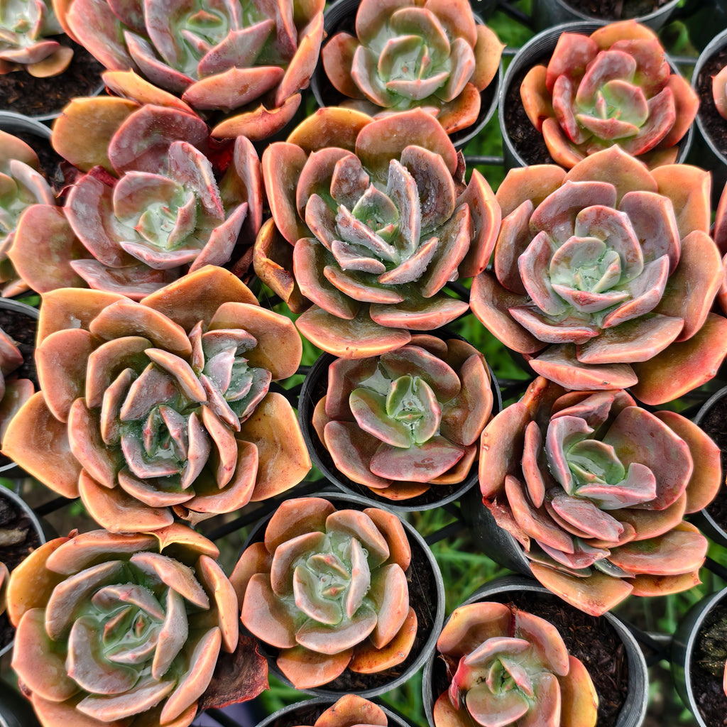 Echeveria cv. 'Blue Metal'