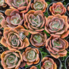 Echeveria cv. 'Blue Metal'