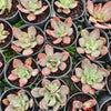 Echeveria Hanaikada Mosaic Silk Variegated