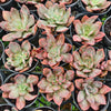 Echeveria Hanaikada Mosaic Silk Variegated