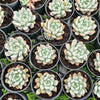 Echeveria 'Texensis Rosea'