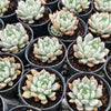 [PACK of 10 PLANTS] x Echeveria 'Texensis Rosea'