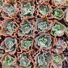 [PACK of 10 PLANTS] x Echeveria 'Verrugas'